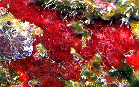 Pink and Red Encrusting Sponge - Spirastrella coccinea