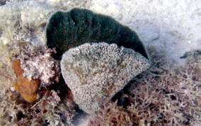 Pink Vase Sponge - Niphates digitalis