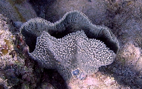 Pink Vase Sponge - Niphates digitalis