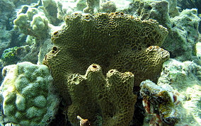 Pitted Tube Sponge - Smenospongia aurea