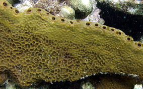 Pitted Tube Sponge - Smenospongia aurea