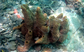 Pitted Tube Sponge - Smenospongia aurea