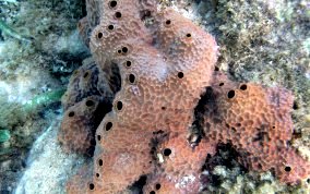 Pitted Tube Sponge - Smenospongia aurea