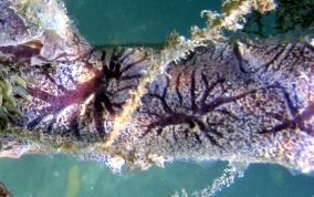 Encrusting Sponge