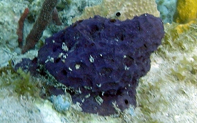 Lobed Tube Sponge - Aiolochroia crassa