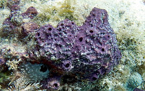 Lobed Tube Sponge - Aiolochroia crassa