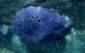 Lobed Tube Sponge - Aiolochroia crassa