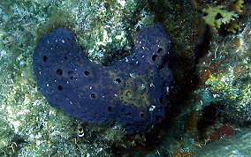 Lobed Tube Sponge - Aiolochroia crassa