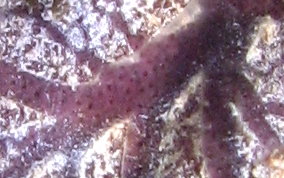 Purple Encrusting Sponge - Halisarca sp.