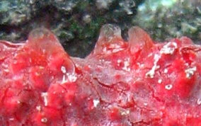 Red Blister Sponge - Monanchora arbuscula / unguifera