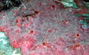 Red Blister Sponge - Monanchora arbuscula / unguifera