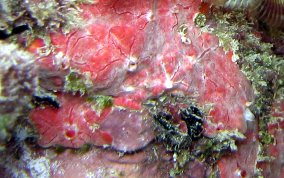 Red Blister Sponge - Monanchora arbuscula / unguifera