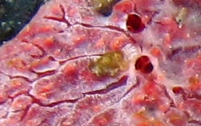 Red Blister Sponge - Monanchora arbuscula / unguifera