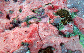 Red Blister Sponge - Monanchora arbuscula / unguifera