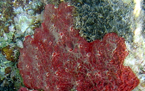 Red Blister Sponge - Monanchora arbuscula / unguifera