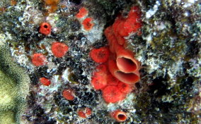 Red Boring Sponge - Cliona delitrix