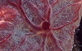 Red Star Encrusting Sponge - Halisarca sp.