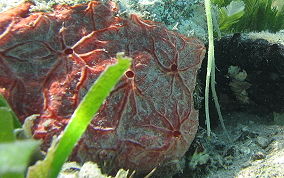 Red Star Encrusting Sponge - Halisarca sp.