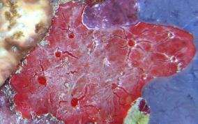 Red Blister Sponge - Monanchora arbuscula / unguifera