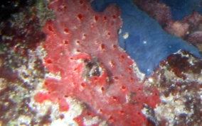 Red Blister Sponge - Monanchora arbuscula / unguifera