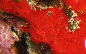 Red Orange Encrusting Sponge - Diplastrella megastellata