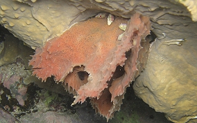 Rippled Branching Vase Sponge - Callyspongia aculeata