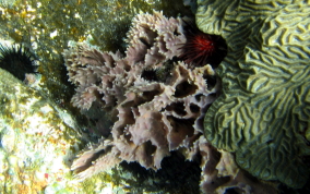 Rippled Branching Vase Sponge - Callyspongia aculeata