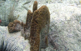 Scattered Pore Sponges - Amphimedon compressa