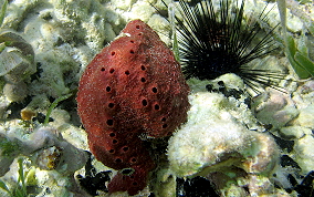 Scattered Pore Sponges - Amphimedon compressa