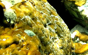 Coral Encrusting Sponge - Chondrilla caribensis f. hermatypica / Chondrilla nucula