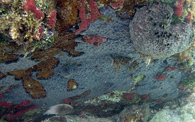 Star Encrusting Sponge