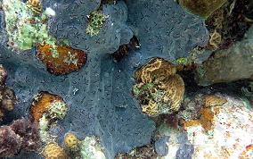 Star Encrusting Sponge