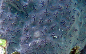 Star Encrusting Sponge