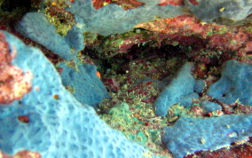 Star Encrusting Sponge