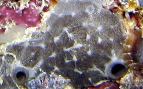 Stinker Sponge - Ircinia felix