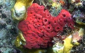 Shallow Water Strawberry Sponge -  Igernella notabilis 