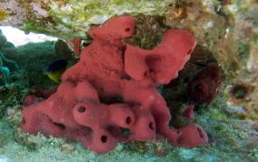 Shallow Water Strawberry Sponge -  Igernella notabilis 