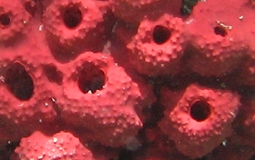 Shallow Water Strawberry Sponge -  Igernella notabilis 