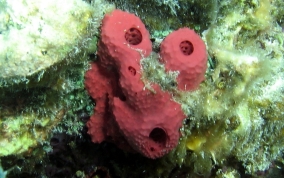 Shallow Water Strawberry Sponge -  Igernella notabilis 