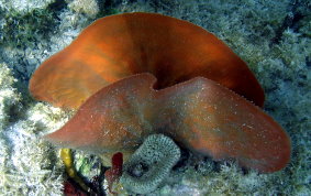 Elongated Vase Sponge - Callyspongia aculeata