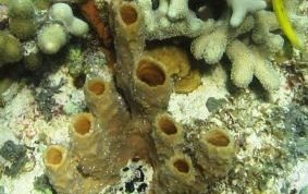 Branching Vase Sponge - Callyspongia aculeata