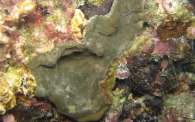 Encrusting Sponge