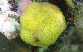 Yellow Lace Sponge - Clathrina sp.