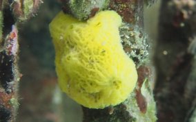 Yellow Lace Sponge - Clathrina sp.