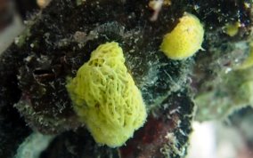 Yellow Lace Sponge - Clathrina sp.