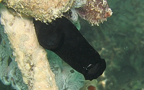 Black Sea Squirt (tunicate) - Phallusia nigra