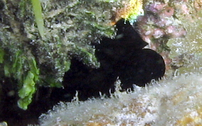 Black Sea Squirt (tunicate) - Phallusia nigra