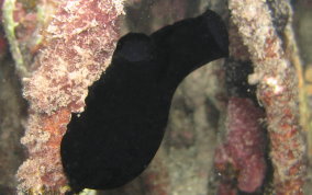 Black Sea Squirt (tunicate) - Phallusia nigra