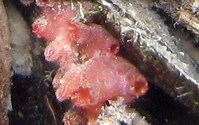 Bleeding Heart tunicate