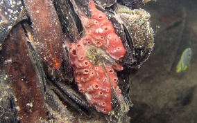 Bleeding Heart tunicate